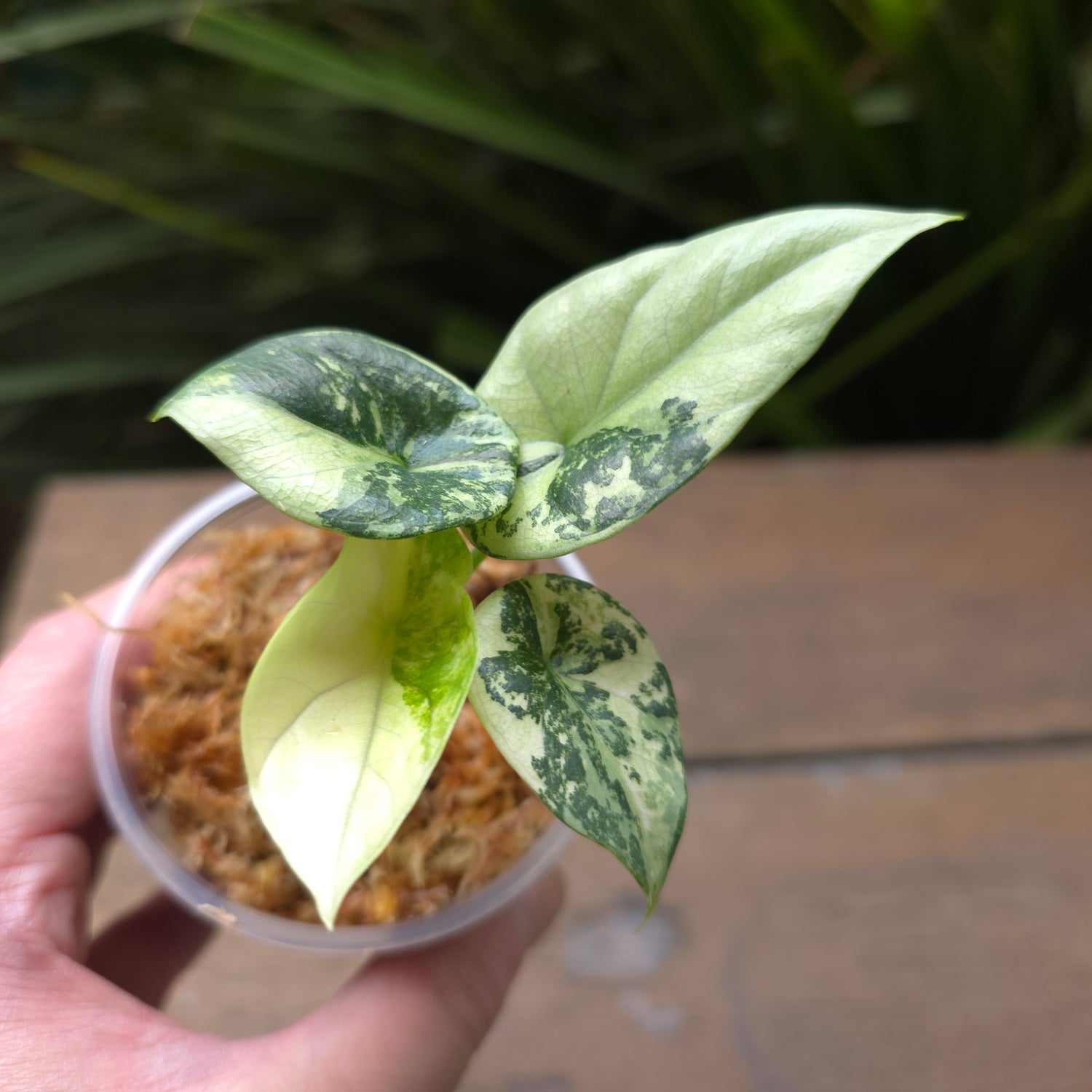 🌿Super Rare🌿 Alocasia Sinuata Mint variegated plant (A)