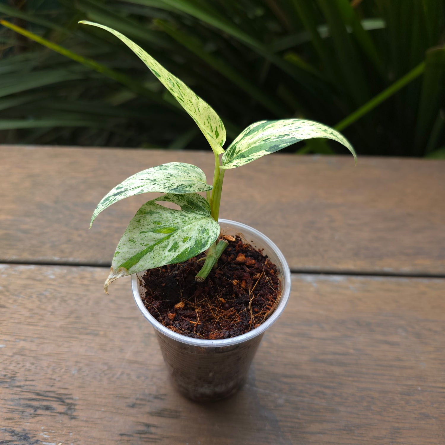 Rare Epipremnum Pinnatum Marble variegated established little plant (c) non tc