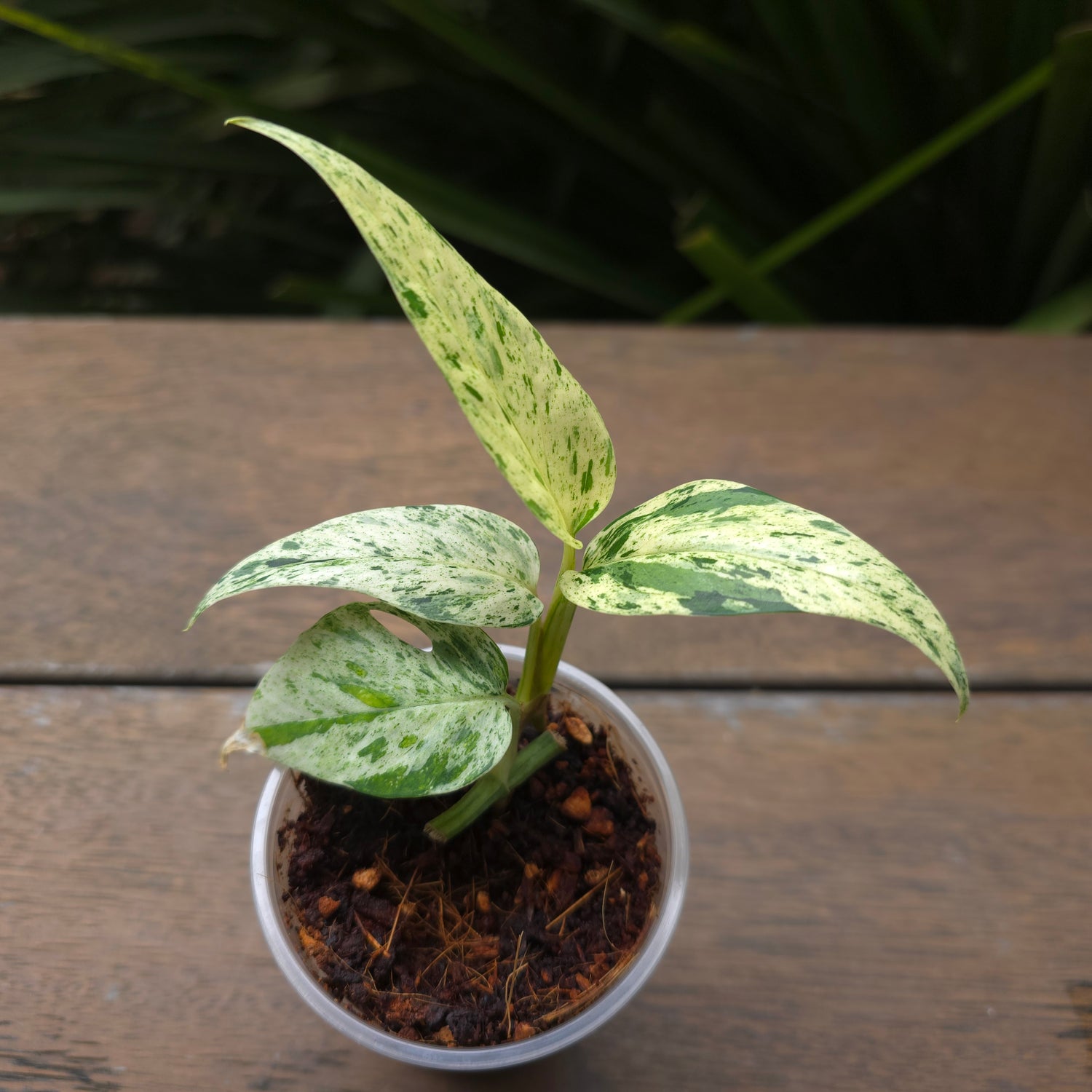 Rare Epipremnum Pinnatum Marble variegated established little plant (c) non tc