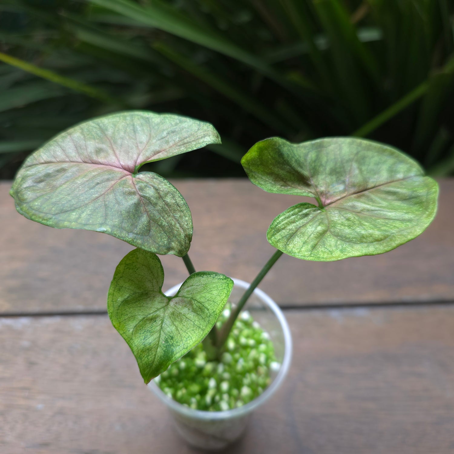 Rare Syngonium Matcha Sprinkle established plants A & B non tc