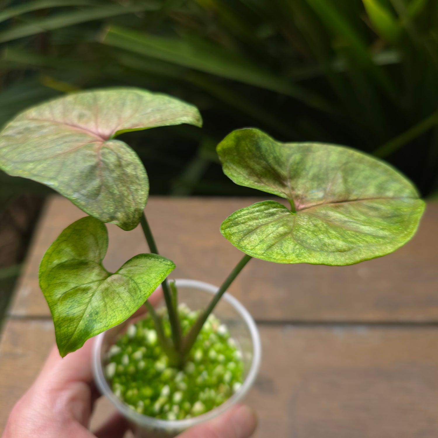 Rare Syngonium Matcha Sprinkle established plants A & B non tc