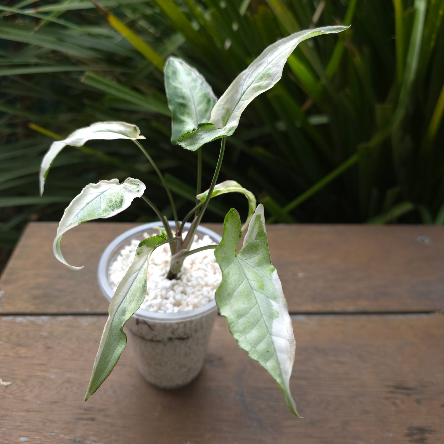 Rare Syngonium Starlite non tc Plants A & B