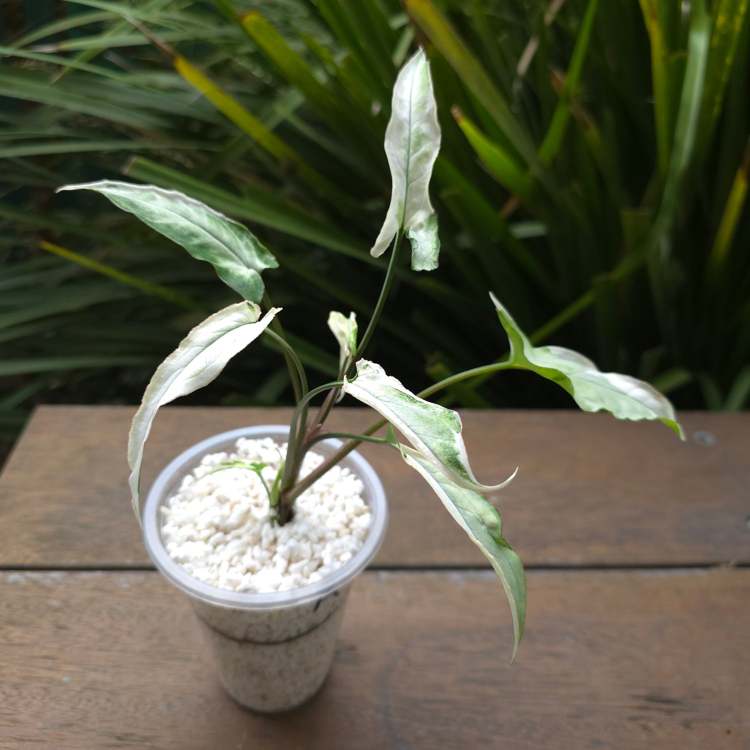 Rare Syngonium Starlite non tc Plants A & B