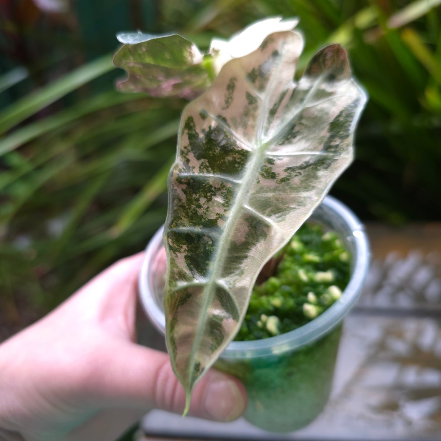 Updated pics🌿Super Rare🌿 Alocasia Amazonica Variegated NON TC! baby plant (A)