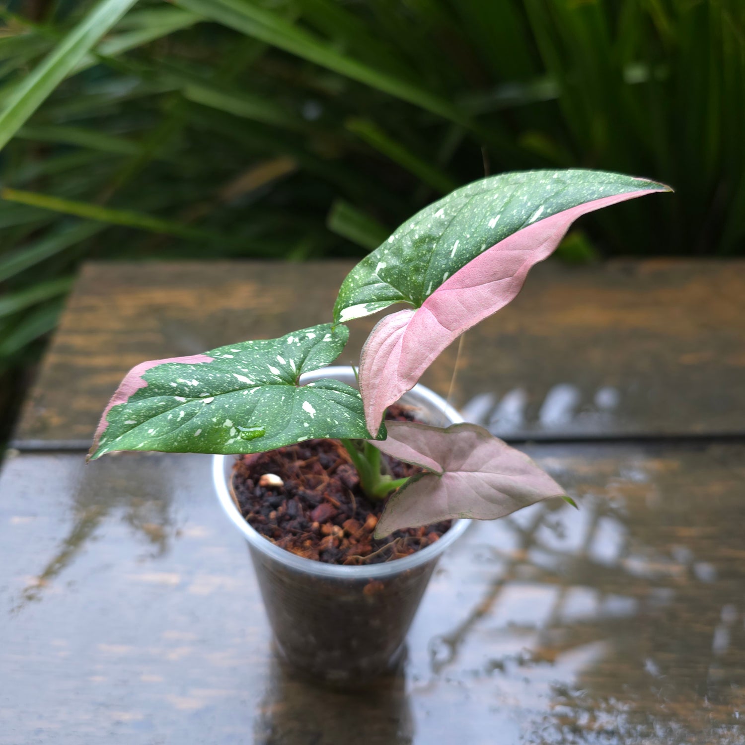 🌿updated pics🌿Rare Syngonium Redspot Tricolour established baby Plant (A) non tc