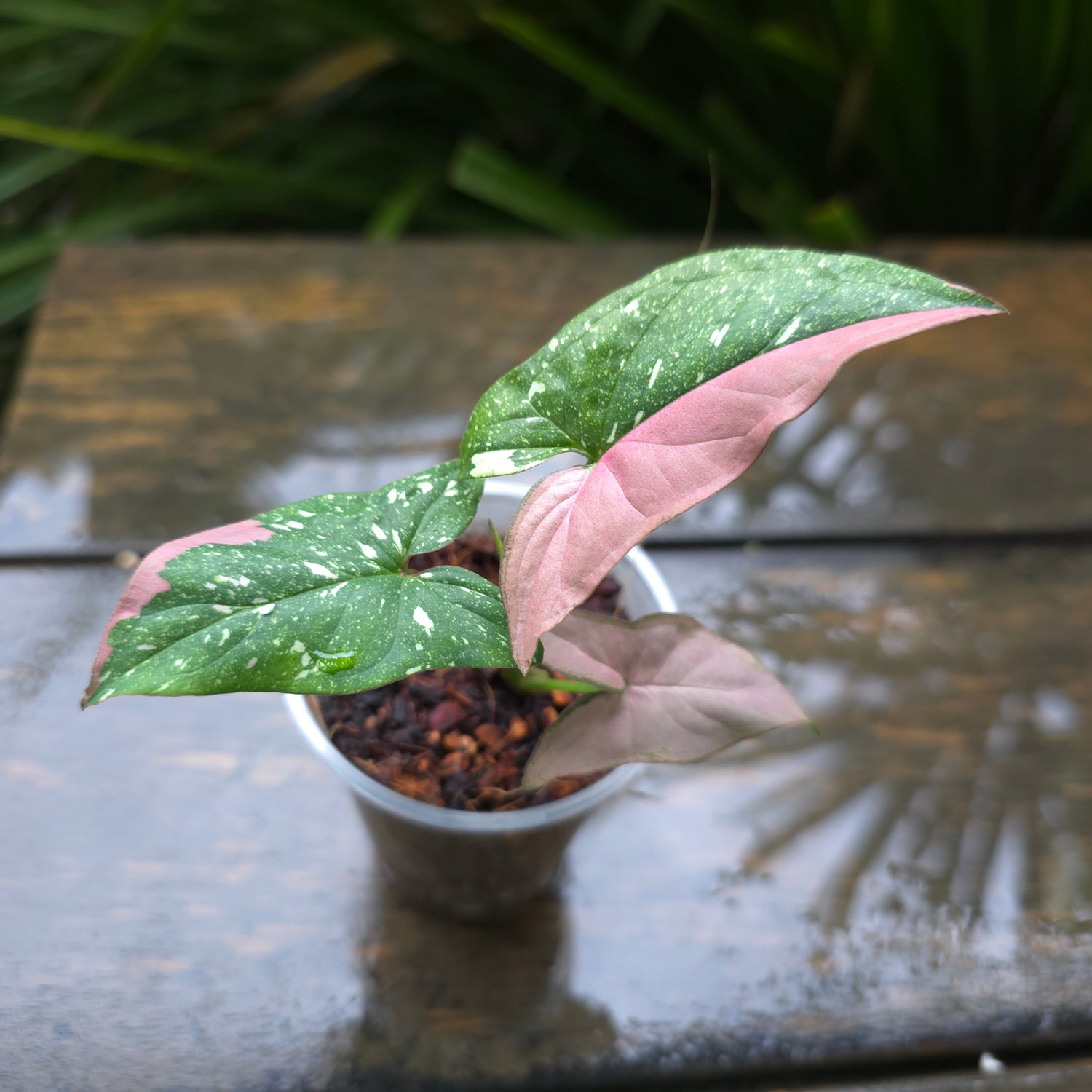 🌿updated pics🌿Rare Syngonium Redspot Tricolour established baby Plant (A) non tc