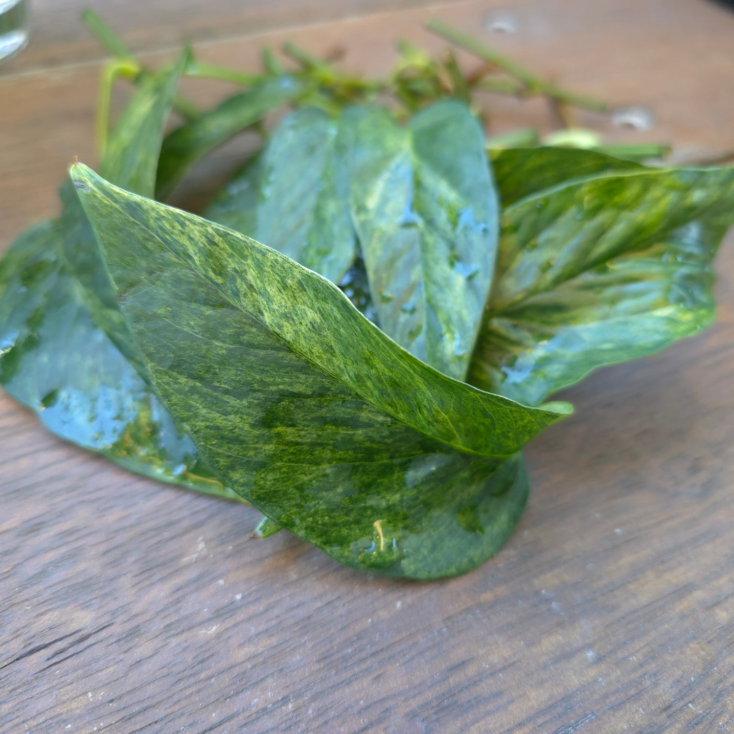 Rare Epipremnum Pinnatum Mint variegated cuttings, multiple avail