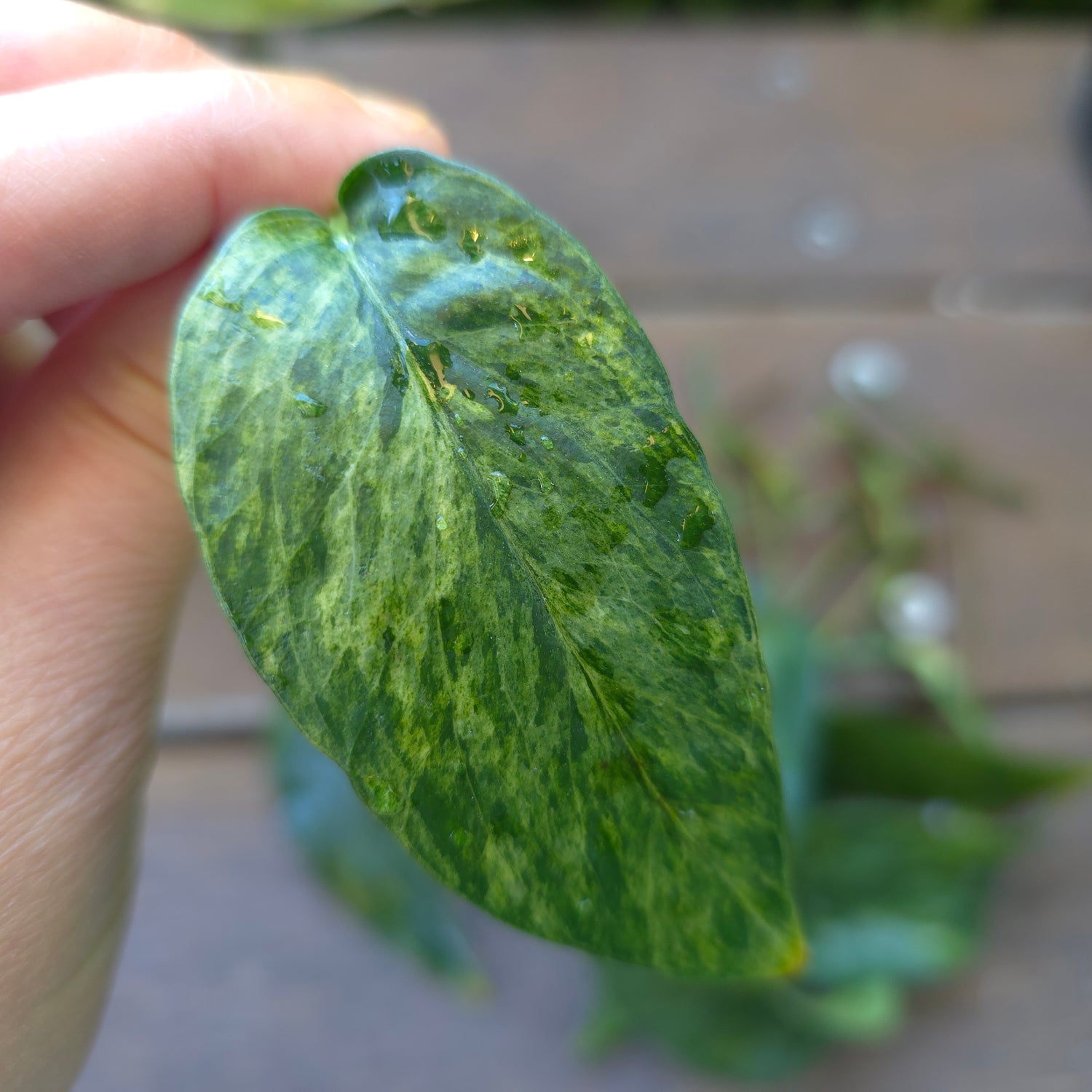 Rare Epipremnum Pinnatum Mint variegated cuttings, multiple avail