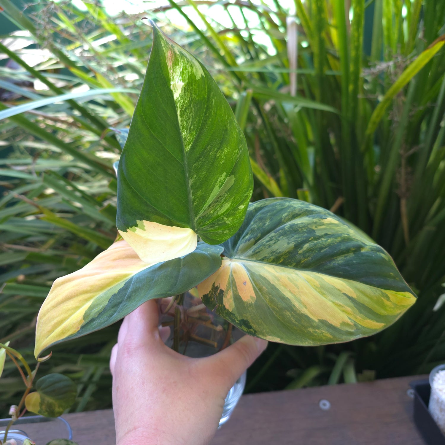 🌿7 Avail🌿 Rare Philodendron Micans Variegated HUGE UNrooted cuttings + rooting avail for $5 extra see listing for details.