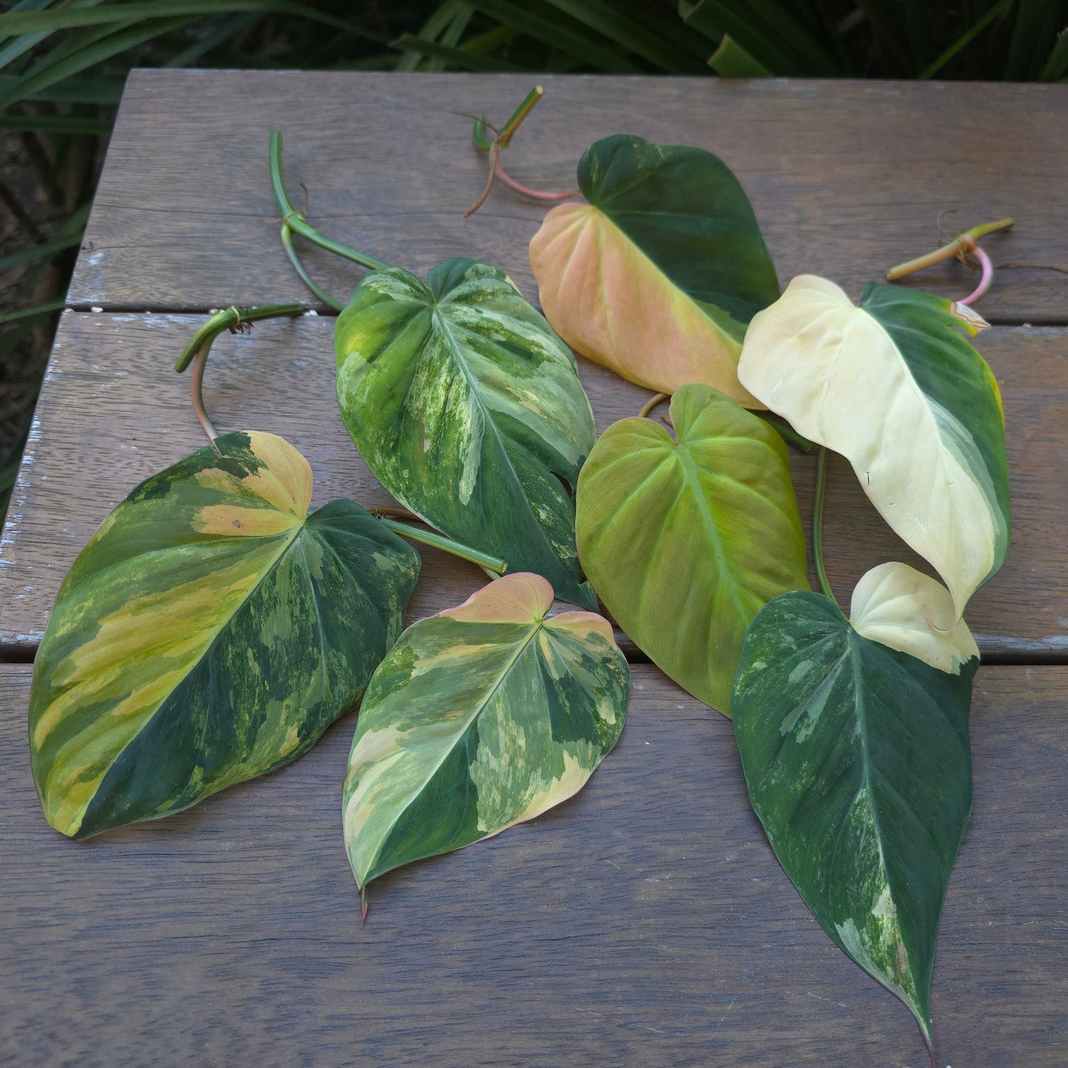 🌿7 Avail🌿 Rare Philodendron Micans Variegated HUGE UNrooted cuttings + rooting avail for $5 extra see listing for details.