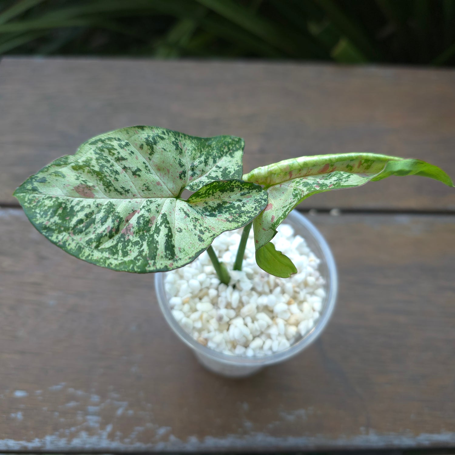 Rare Syngonium Confetti Tricolour established Plants A,B & C non tc