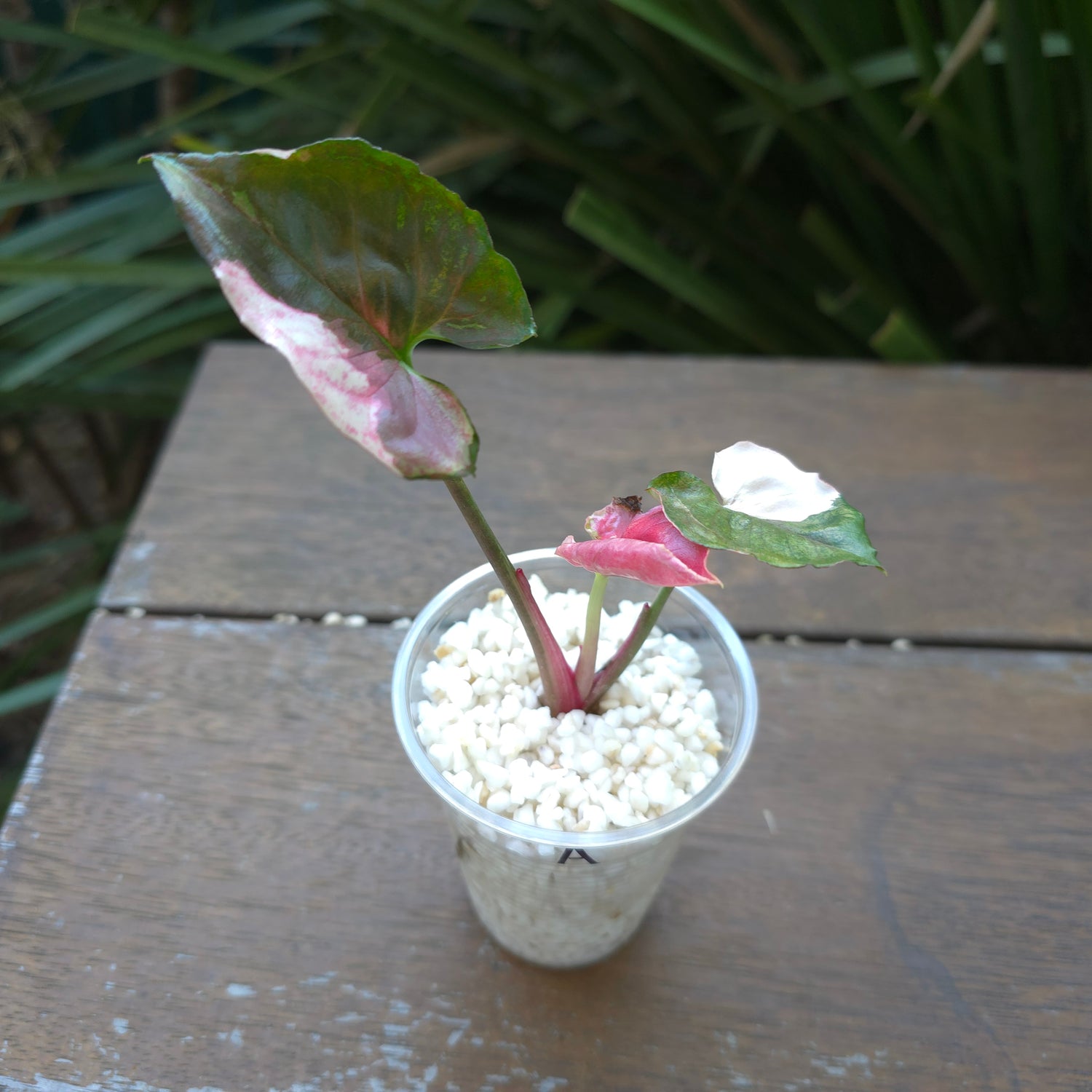 Rare Syngonium Strawberry Ice baby plants highly variegated A & B & low var C.