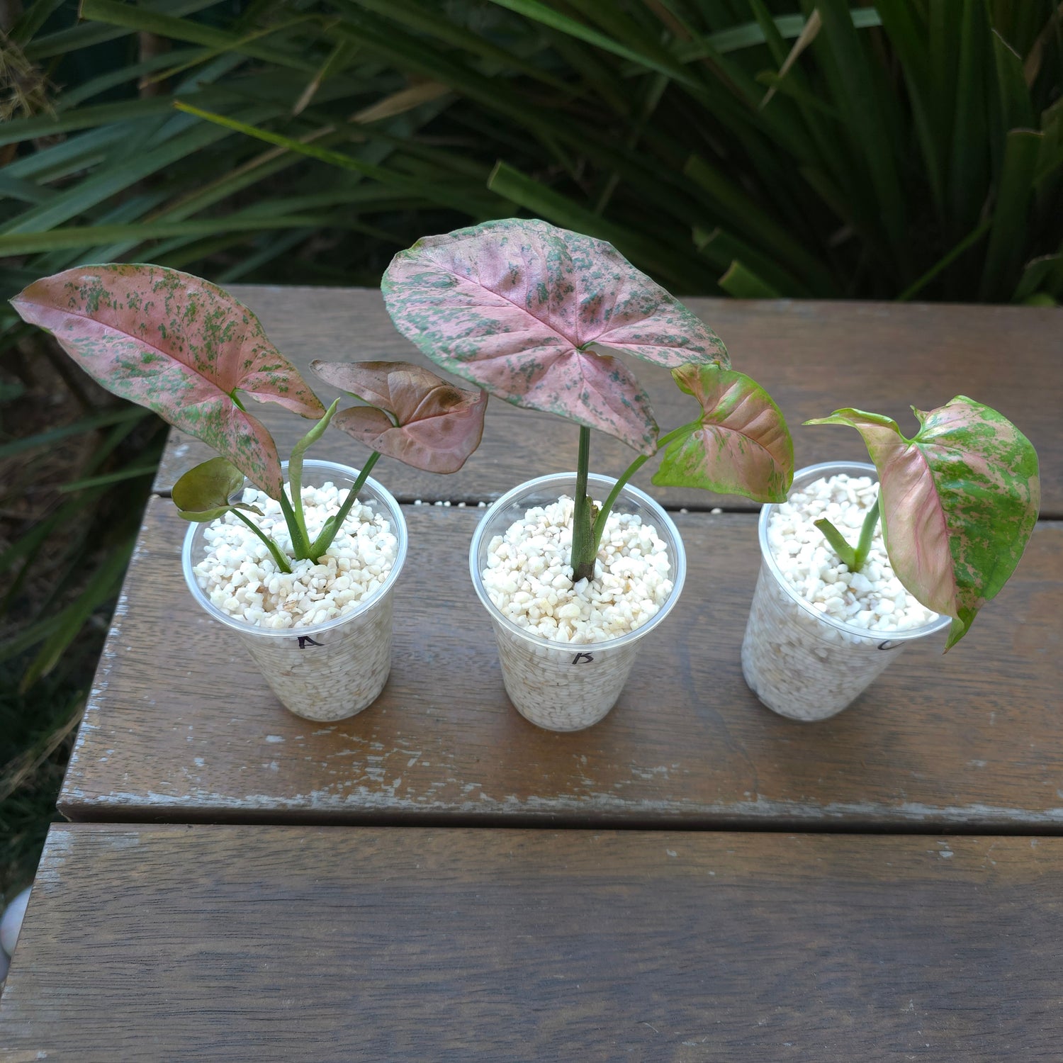 Rare Syngonium Pink Flecked established plant A, B & C non tc