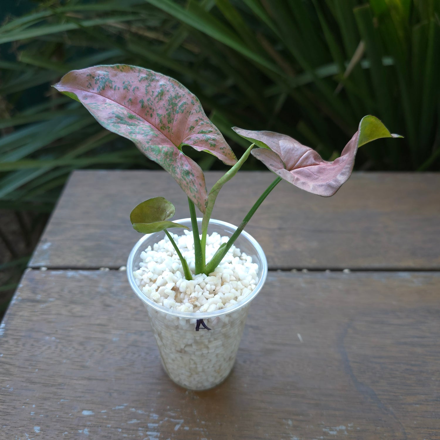 Rare Syngonium Pink Flecked established plant A, B & C non tc