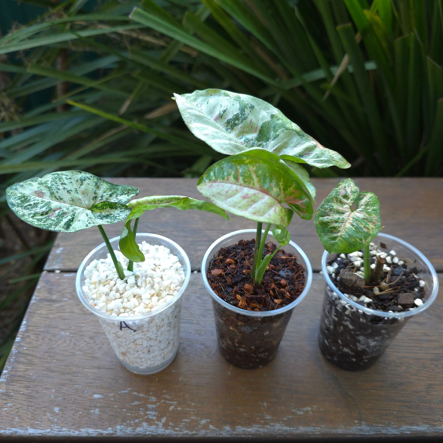 Rare Syngonium Confetti Tricolour established Plants A,B & C non tc