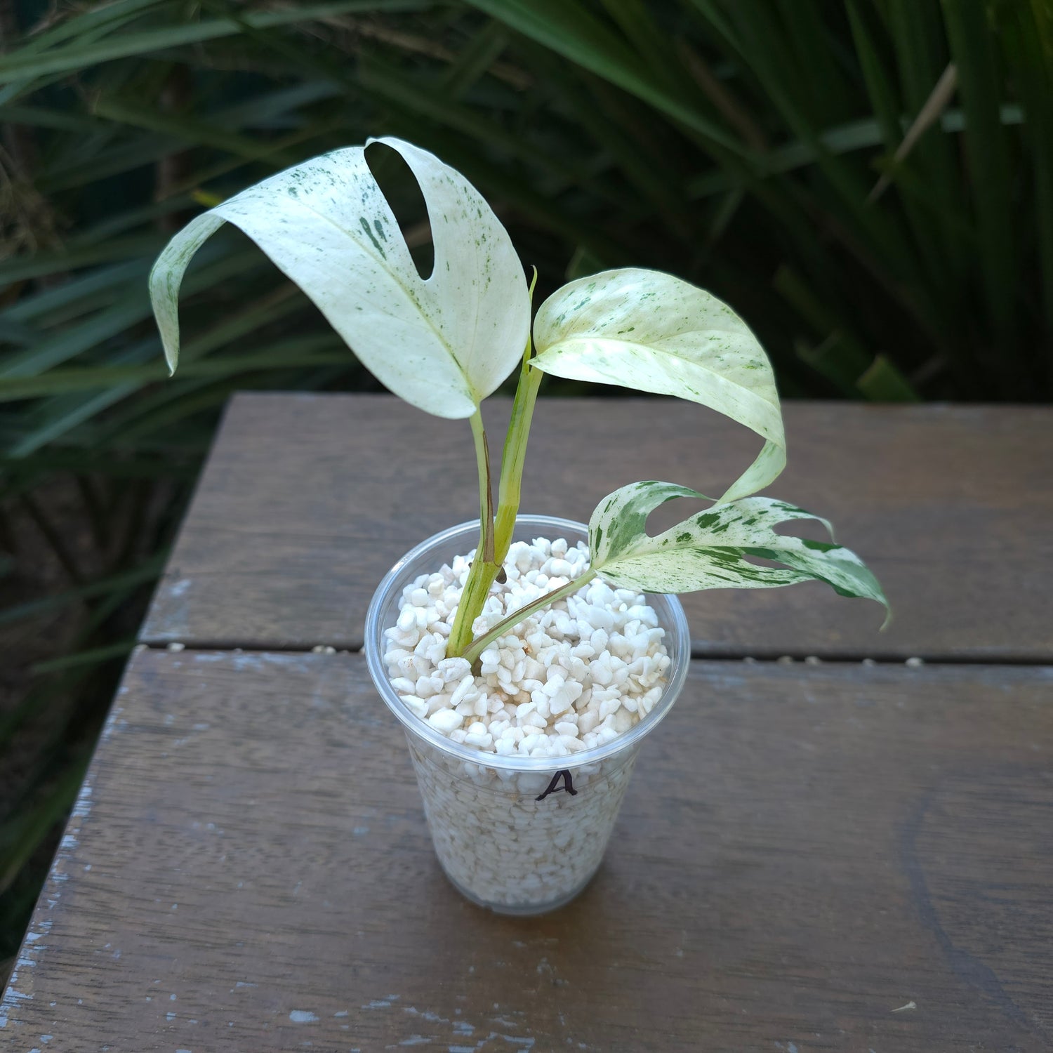 Epipremnum Pinnatum Marble variegated established plant (A) non tc