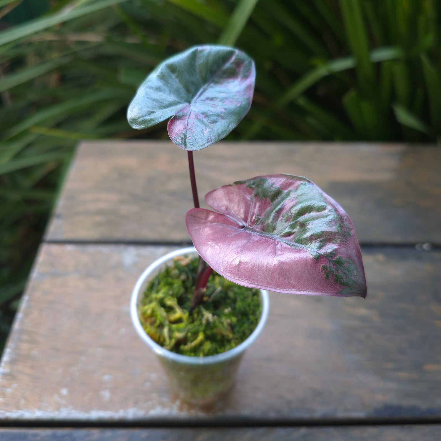 🌿SUPER Rare🌿 Alocasia Yucatan Princess variegated, HIGH VAR, non tc