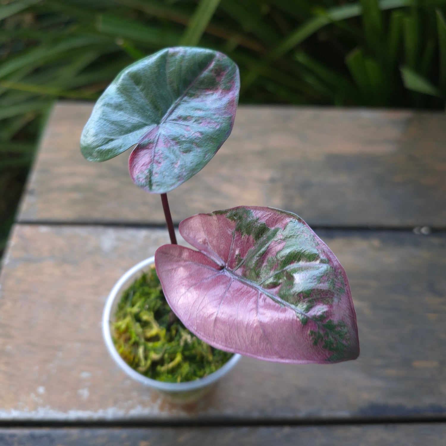 🌿SUPER Rare🌿 Alocasia Yucatan Princess variegated, HIGH VAR, non tc