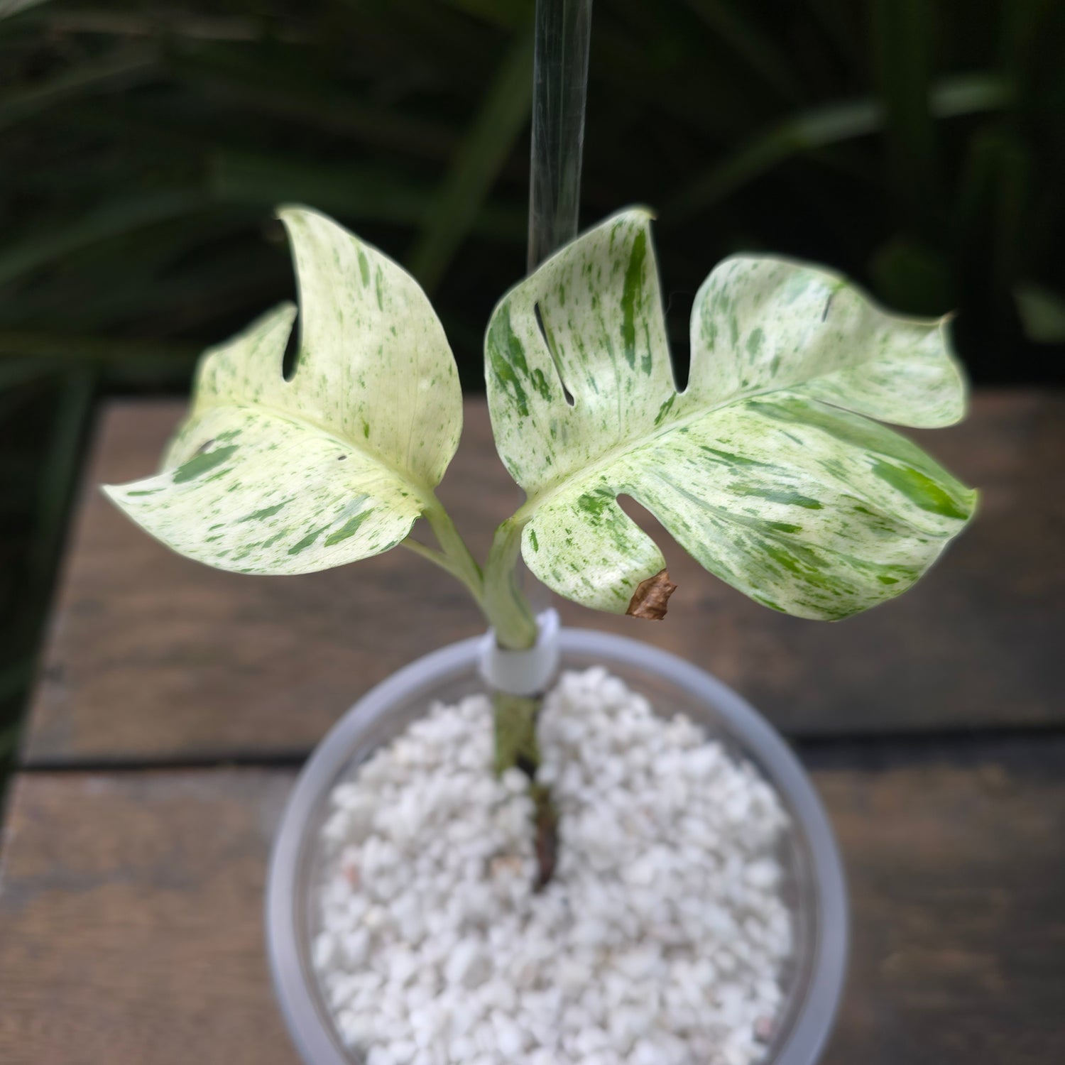 Rare Epipremnum Pinnatum Marble variegated established plant