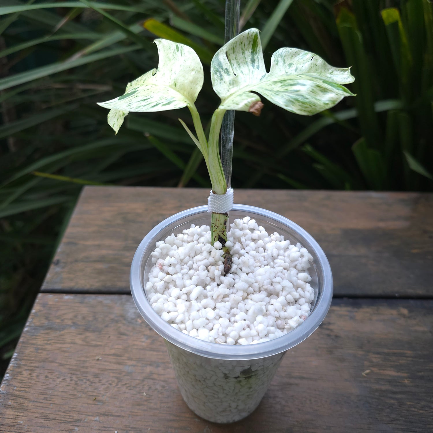 Rare Epipremnum Pinnatum Marble variegated established plant