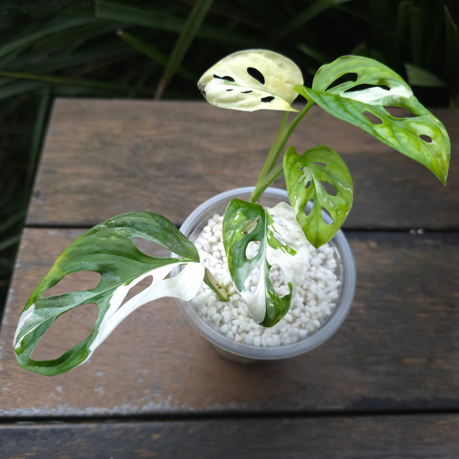 Rare Monstera Adansonii Albo Variegated est plant Non tc