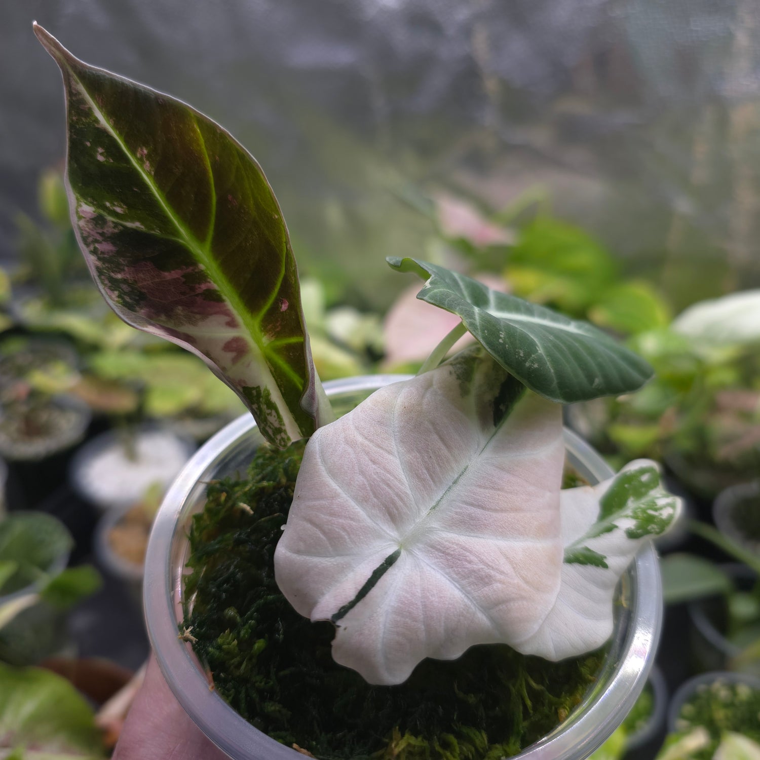 UPDATED PICS + NEW LEAF🌿SUPER Rare🌿 Alocasia Black Velvet Variegated, non tc