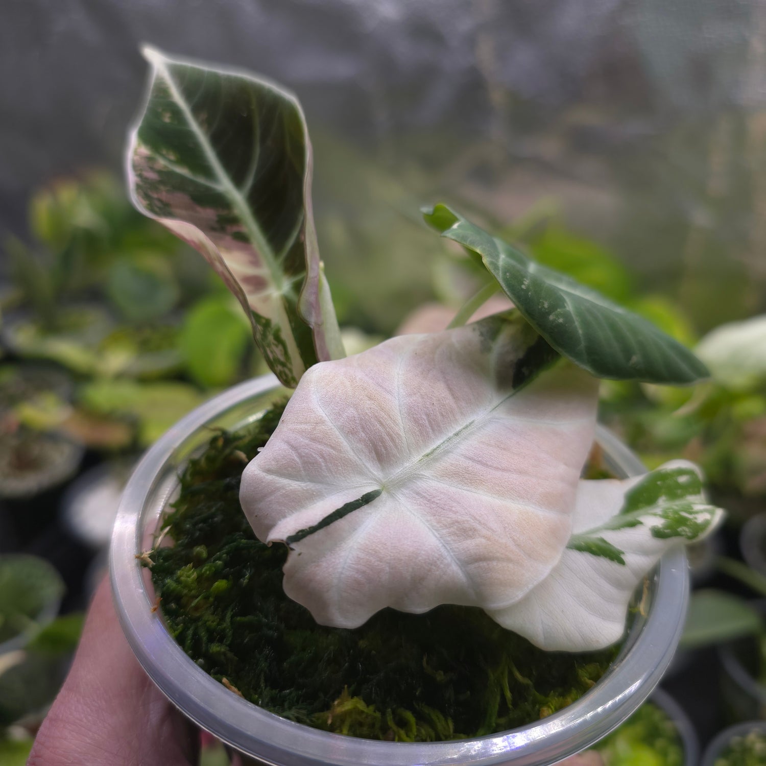 UPDATED PICS + NEW LEAF🌿SUPER Rare🌿 Alocasia Black Velvet Variegated, non tc