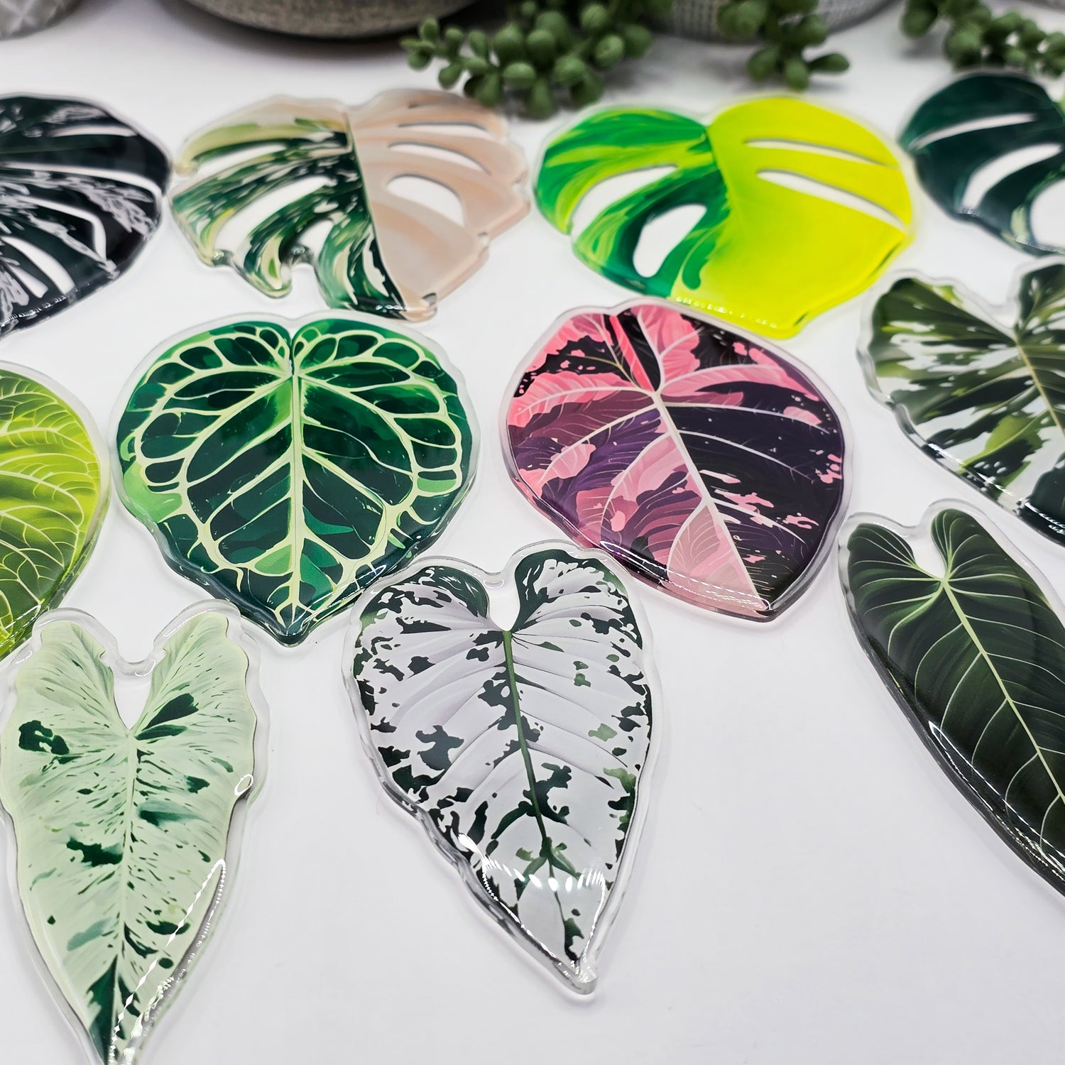 ⭐️NEW⭐️ Extra Large Rare Houseplant Leaf Refrigerator Magnets,11 to choose from