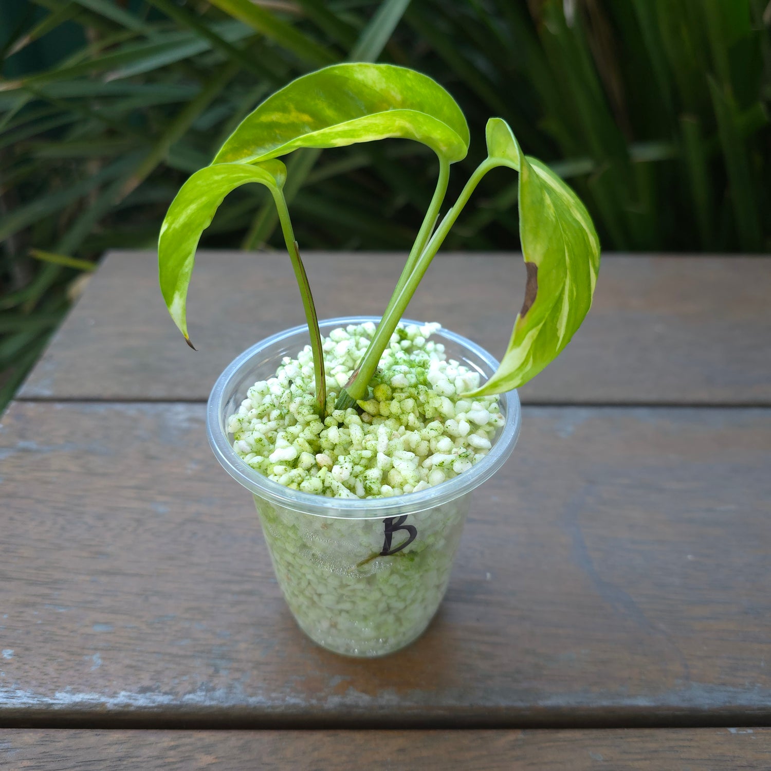 2x avail🌿Rare Epipremnum Pinnatum Aurea Variegated established plants🌿