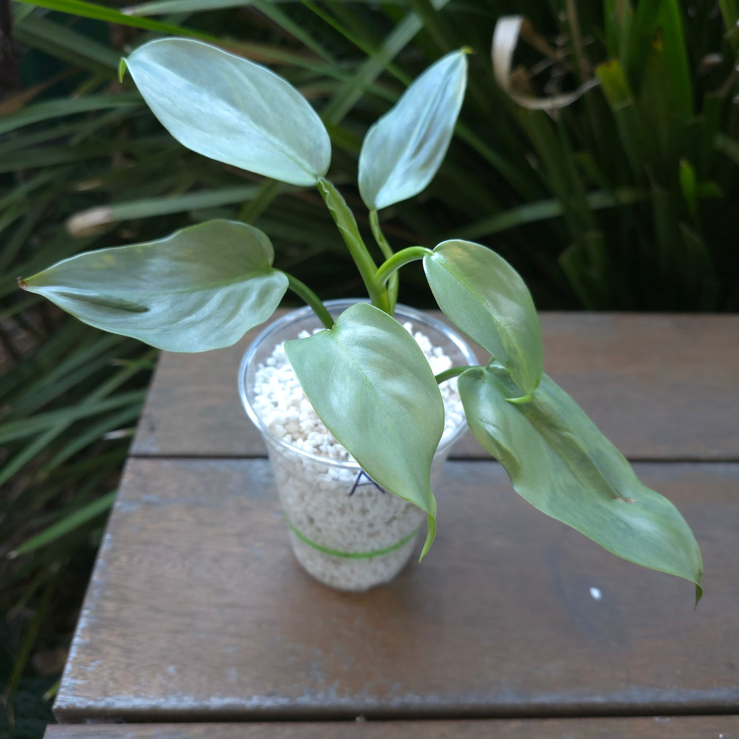 2x avail🌿Rare Philodendron Silversword Variegated Established plant highly variegated Non tc