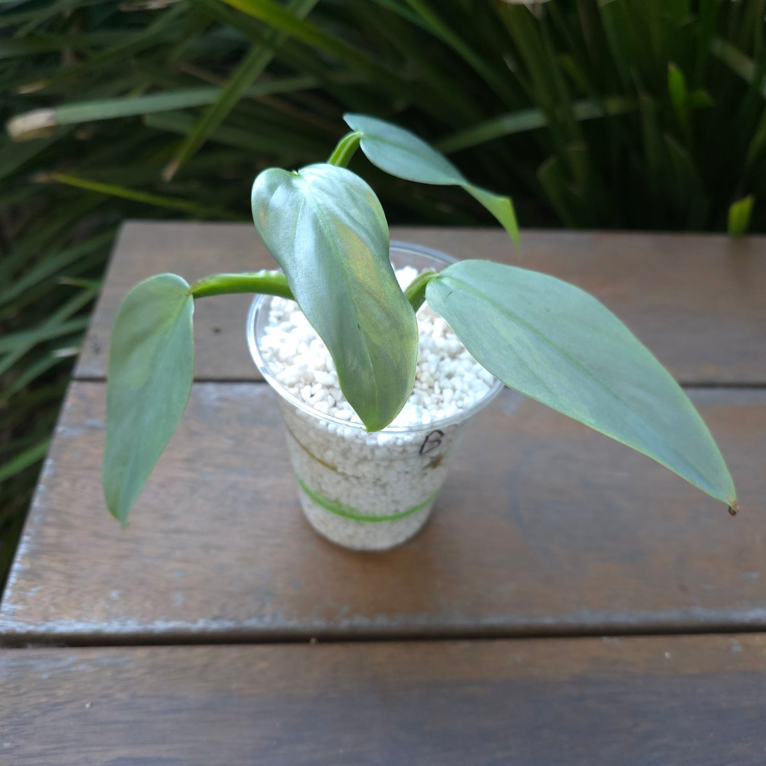 2x avail🌿Rare Philodendron Silversword Variegated Established plant highly variegated Non tc