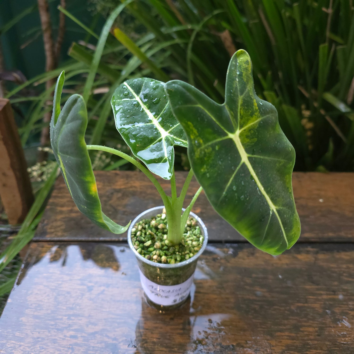 1x avail🔥Super Rare🔥 Alocasia Frydek True Aurea/Yellow variegated plant
