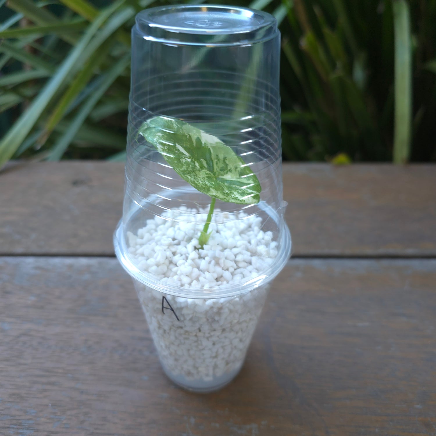 2x🌿Super Rare🌿 Alocasia Sinuata Mint variegated baby plants
