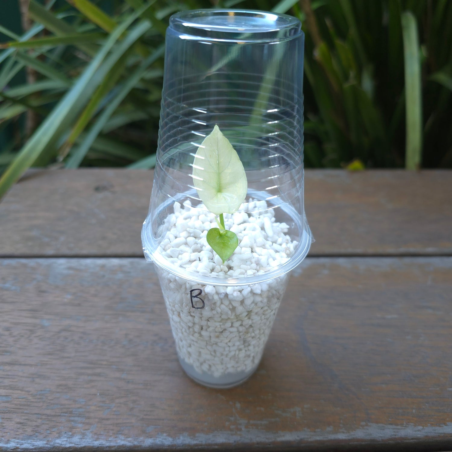 2x🌿Super Rare🌿 Alocasia Sinuata Mint variegated baby plants