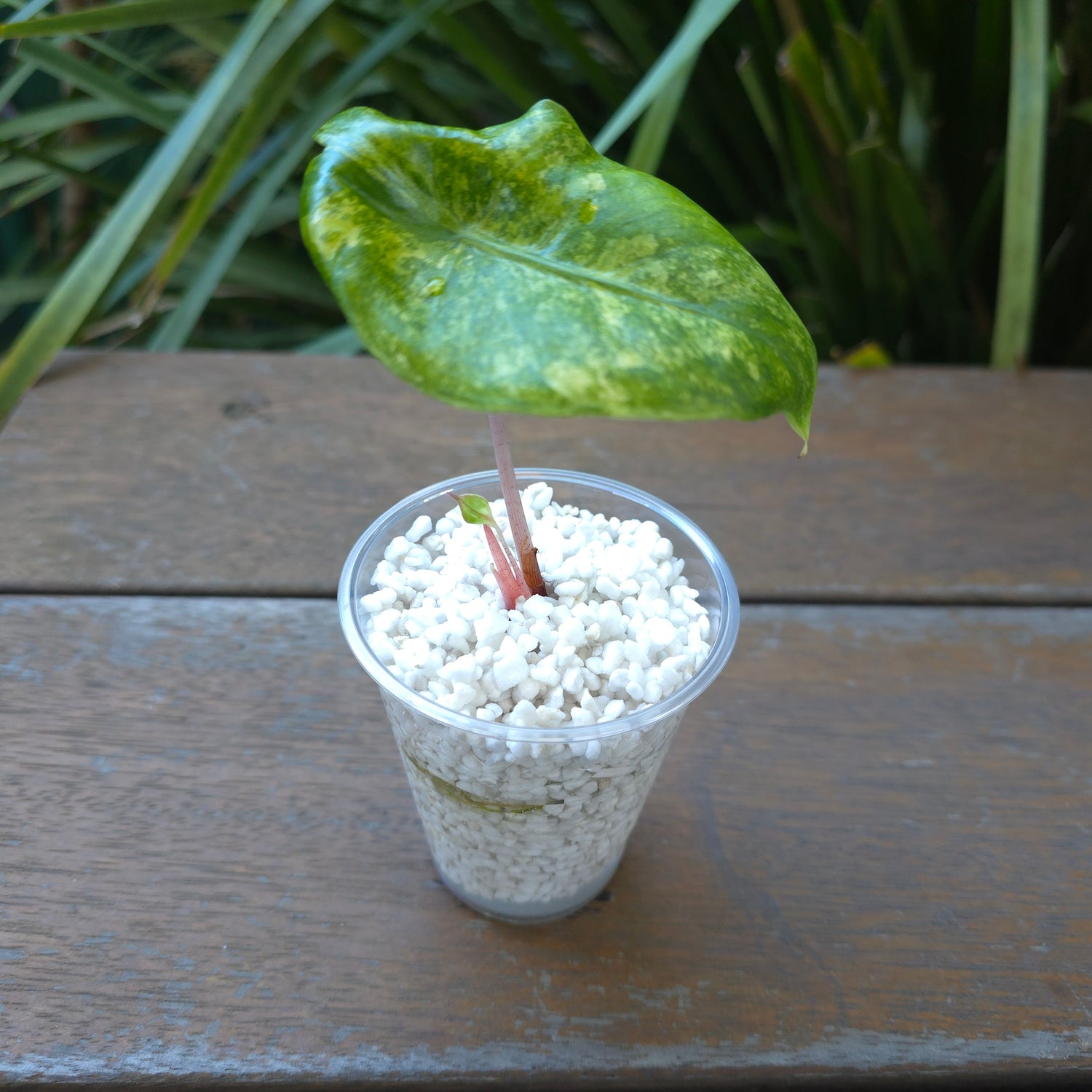 🌿Alocasia Pink Dragon Variegated baby plant TC Plant