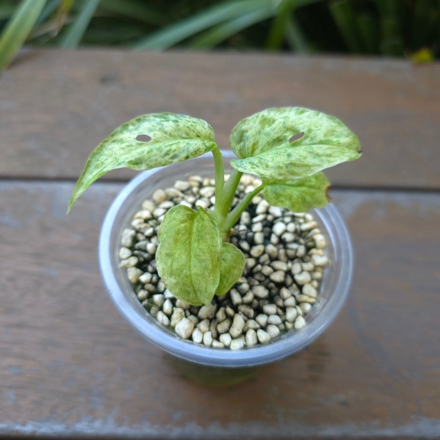 🌿Rare Monstera Adansonii "Mottled / Mint" variegated plant non tc🌿