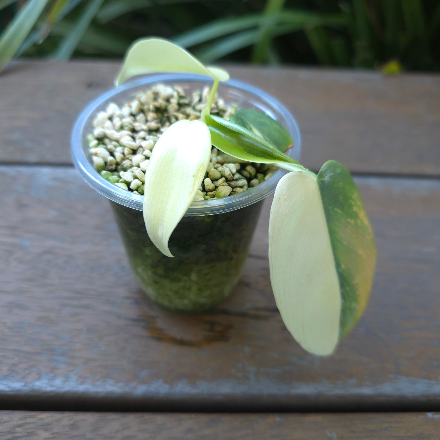 🌿Rare Philodendron BIPENNIFOLIUM Variegated baby plant, Non tc