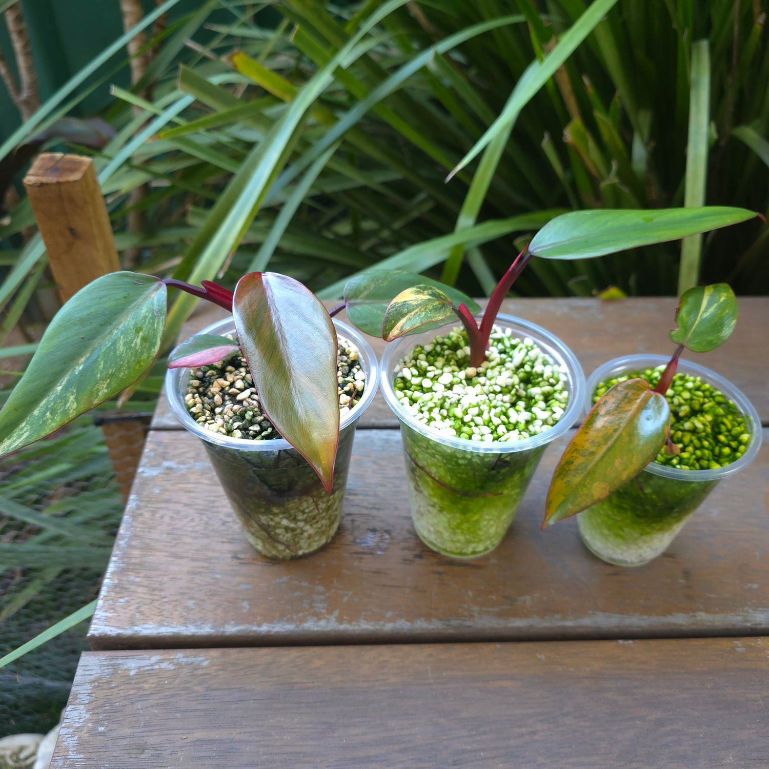 3x avail🌿Rare Philodendron Strawberry Shake established small plants, non tc