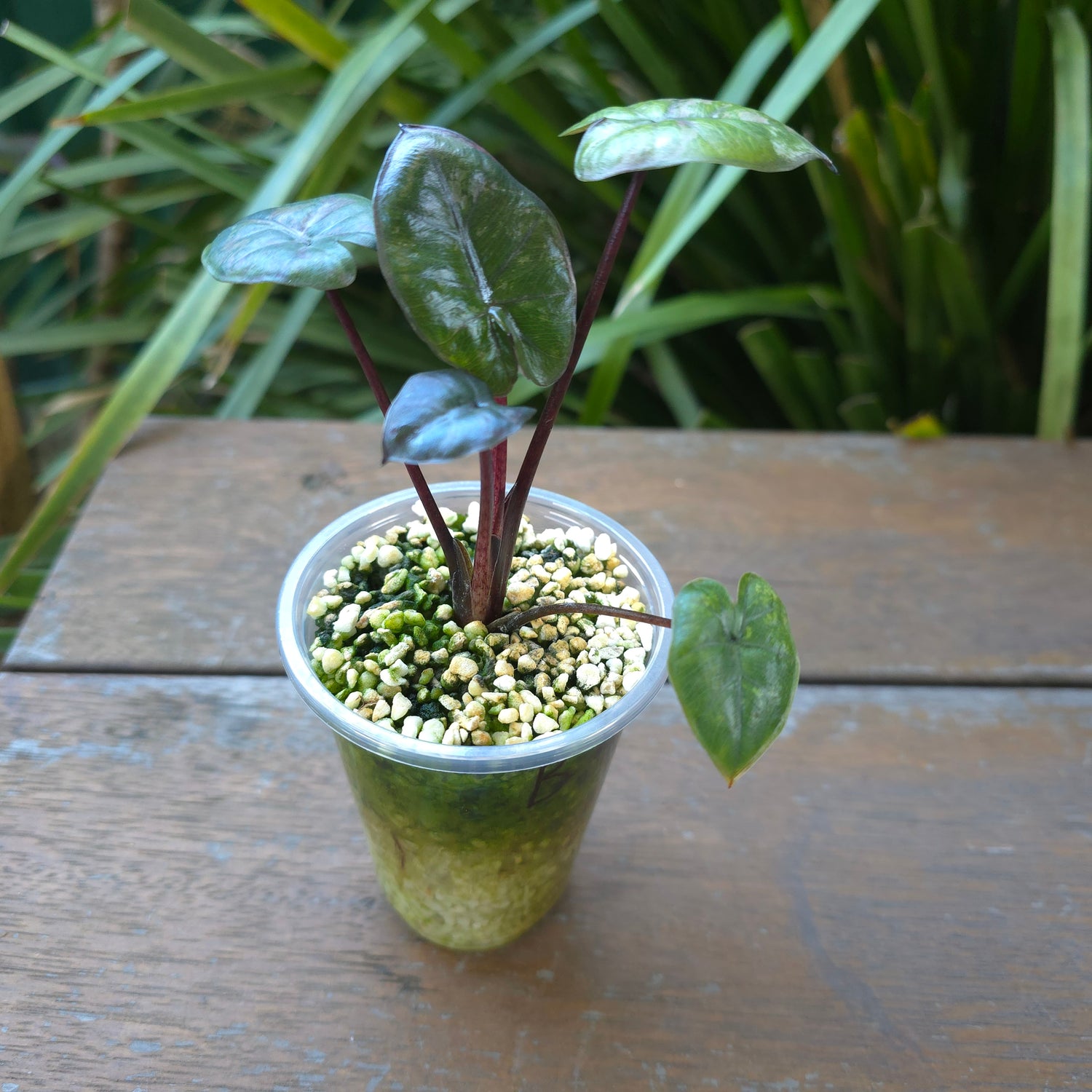 3x avail🌿SUPER Rare🌿 Alocasia Yucatan Princess variegated,baby plants,non tc