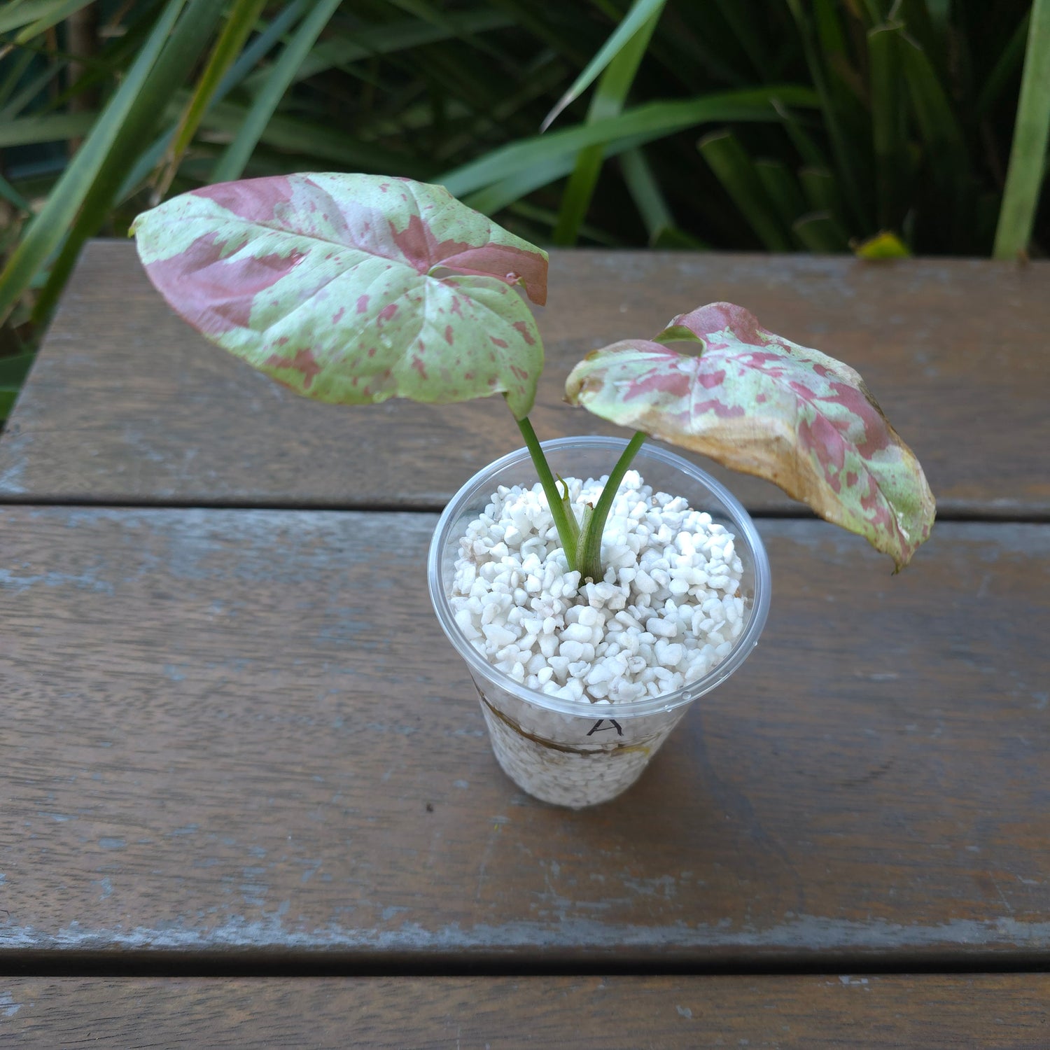 B left - UPDATED PICS🌿 Rare Syngonium Milk Confetti established plants Non tc🌿
