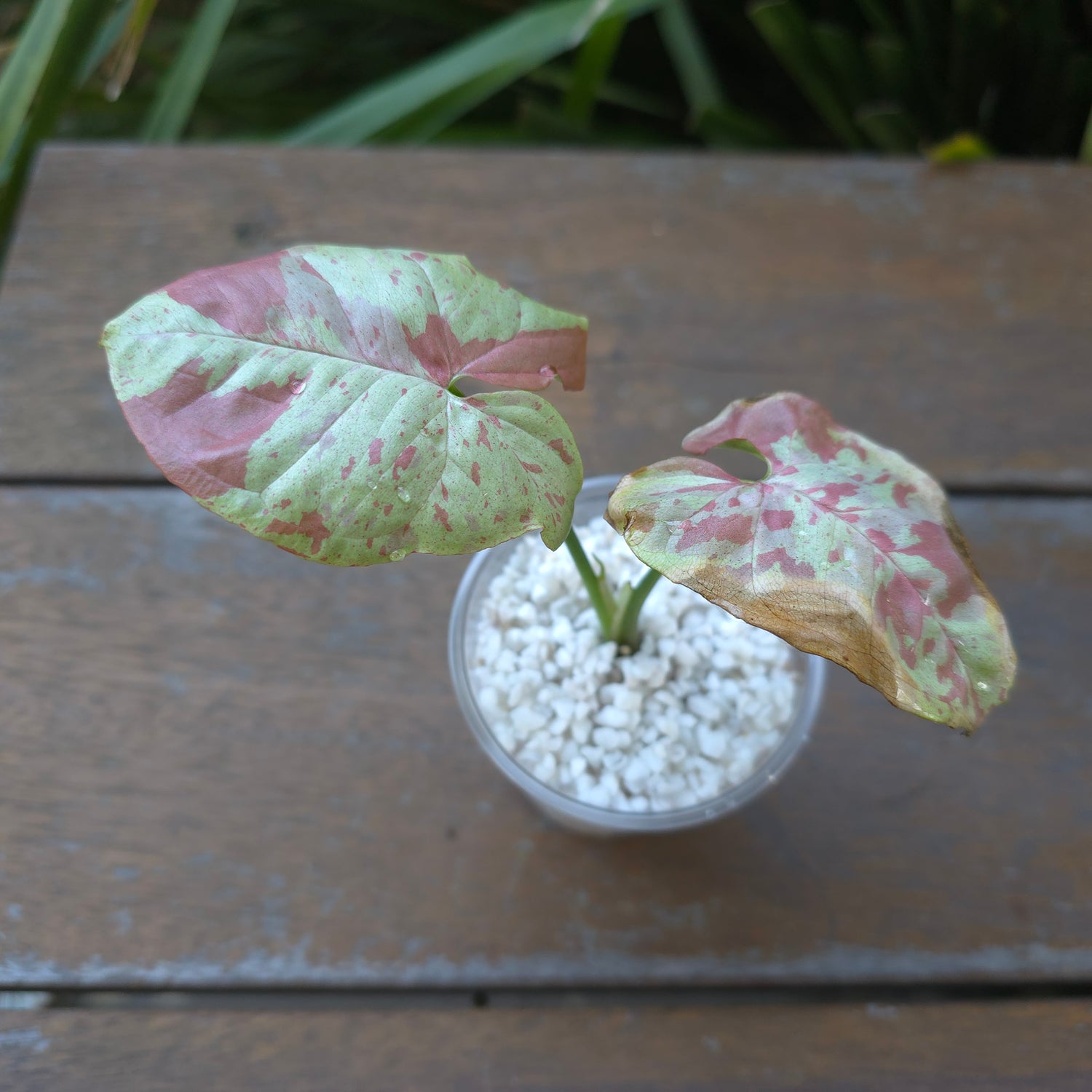 2x avail🌿 Rare Syngonium Milk Confetti established plants Non tc🌿