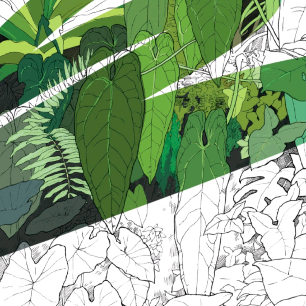 Rare Plant garden Colouring Cards