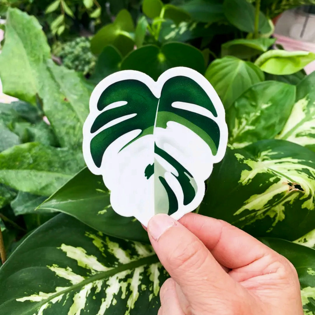 Monstera Albo Variegated Leaf Vinyl Sticker