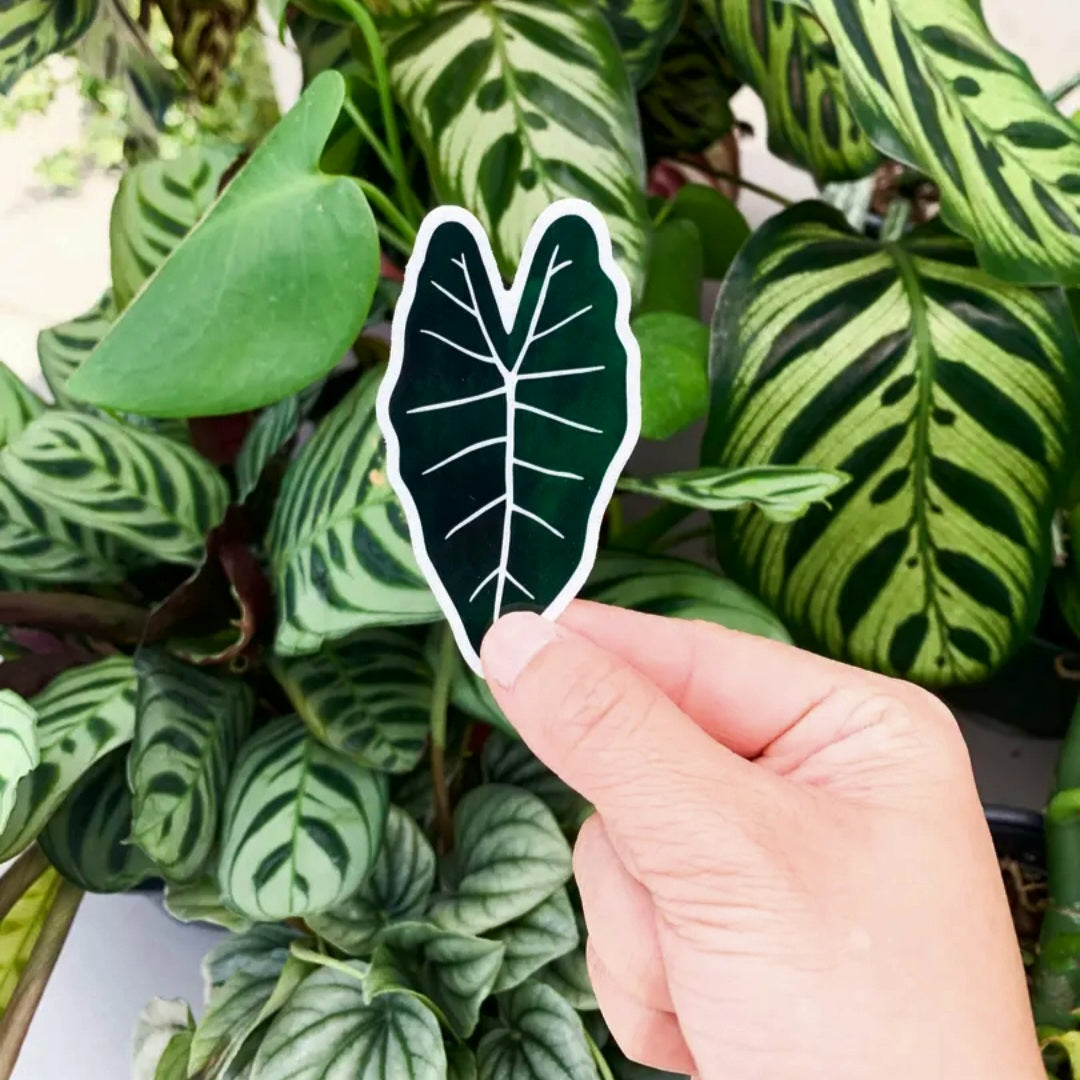 Alocasia Frydek Houseplant Leaf Sticker