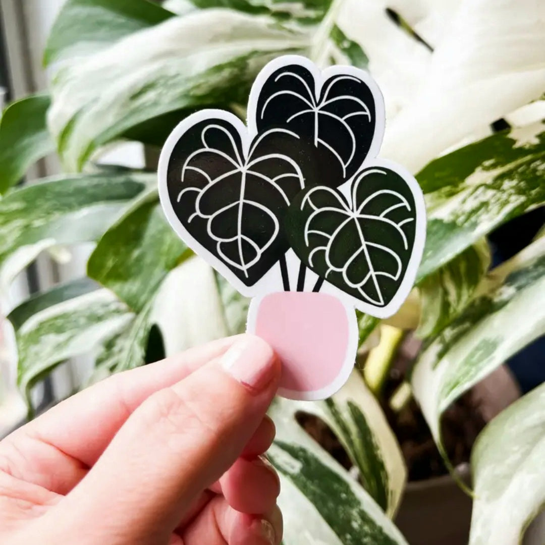 Anthurium Clarinervium Houseplant Vinyl Sticker