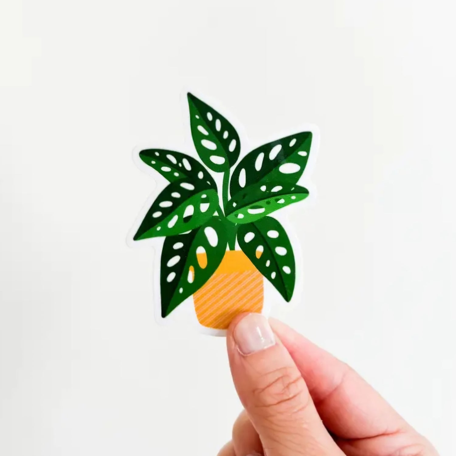 Monstera Adansonii Aurea Variegated Vinyl Houseplant Sticker