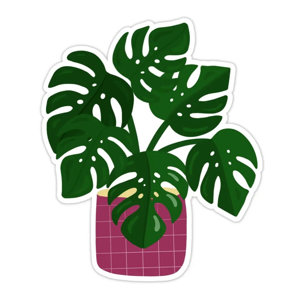 Monstera Borsigiana Aurea variegated vinyl Houseplant Sticker