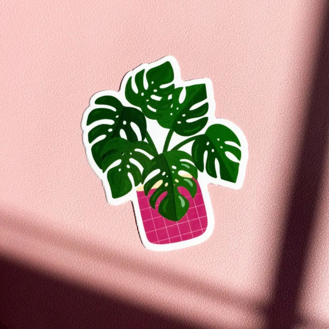 Monstera Borsigiana Aurea variegated vinyl Houseplant Sticker