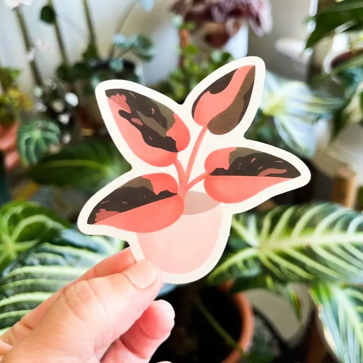 Philodendron Pink Princess Houseplant vinyl Sticker