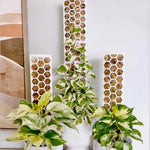 The Leafy Brand WHITE Honeycomb Moss Poles